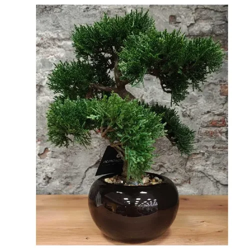 Bonsai u crnoj keramičkoj saksiji